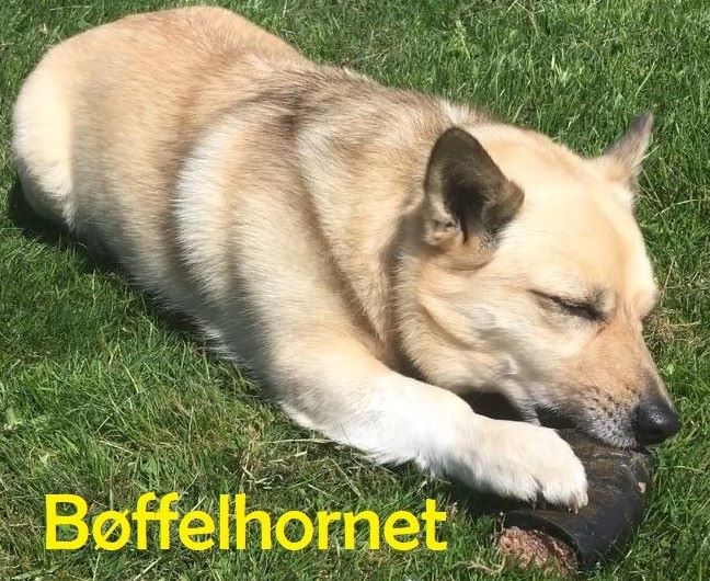 Hundeis Bøffelhorn