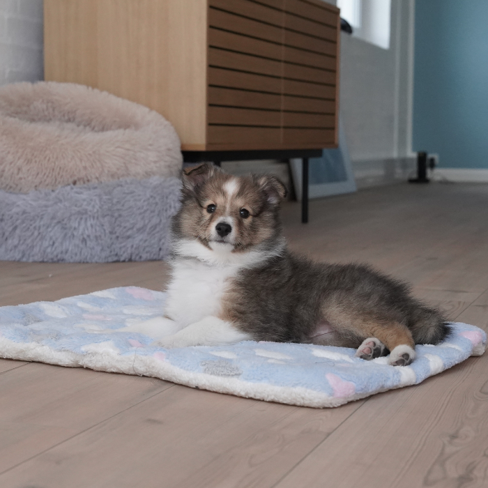 Hundehvalp der hygger på et hundetæppe