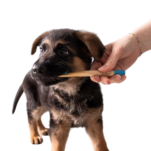 Hund får børstet tænder med en Ollipet hundetandbørste