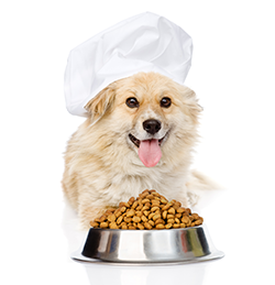 Hundefoder