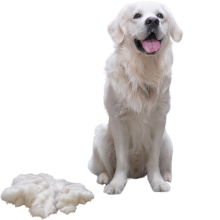 Hvis golden retriever sidder smilende med en bunke pels ved siden af sig