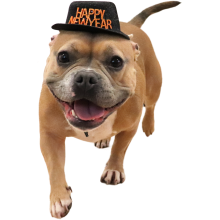 Glad bulldog med en sort nytårshat