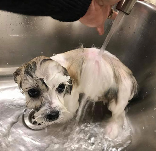 hvalpeshampoo