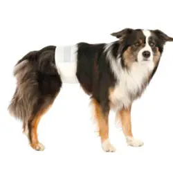 Ble til hanhunde | Trixie