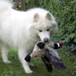 Gåsen Nils | Samoyed Aya