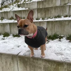 Hundesweater Malmø |HUNTER