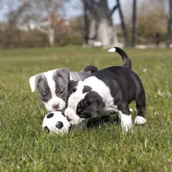 Ollipet natur latex fodbold & American Bully hvalpe på 7 uger | Medium