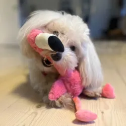 Kong Shakers Honkers Flamingo