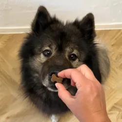 Carnilove Crunchy Snacks med struds og brombær