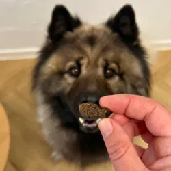 Eurasier med Carnilove Soft Snack Trout enriched with Dill hundegodbidder