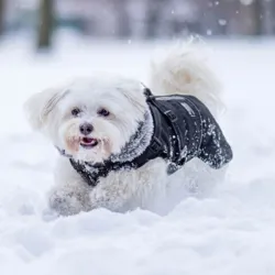 BonAPet Vinterdækken | M. Sele