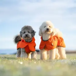 Denne lækre Truelove vinterjakke. Ses her på Hogo og Koda som begge er miniature pudler.