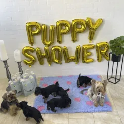 Puppy Shower Ballon | OUTLET