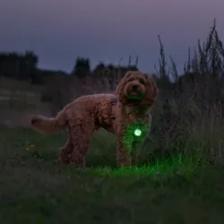 Bliv set i mørket med Ollipet Night Glow LED