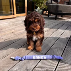 Doodlehund med single KONG signature Crunch Rope Puppy