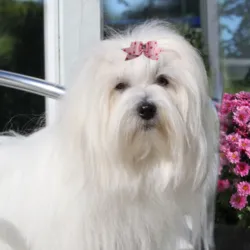 Ollipet Prikket Hundesløjfe