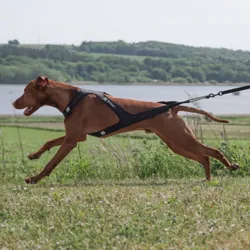 Ollipet Fast Runner Træksele