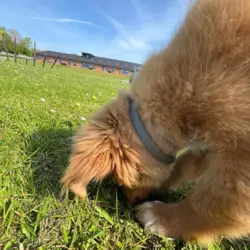 Ollipet Tic Collar er et flåthalsbånd til katte og hunde