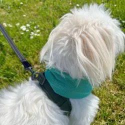 Active Canis Cooling Bandana