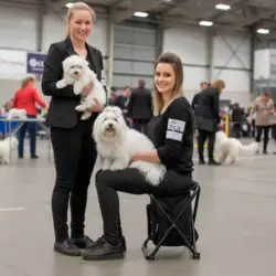 Foldbar klapstol fra Ollipet, perfekt til hundeudstilling