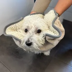 Mikrofiber håndklæde til at tørre hunden efter gåtur eller bad