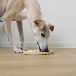 Slikkemåtte til hunde - sjov og beroligende aktivering