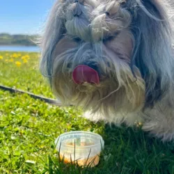 Fidovet Gelato hundeis køler din hund ned i sommervarmen