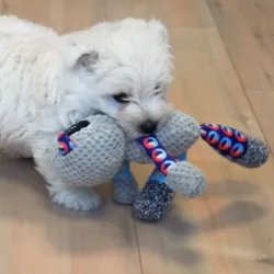 Forkæl din hund med en sød bamse