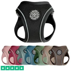 Ollipet For Wagging Tails | Step in Sele
