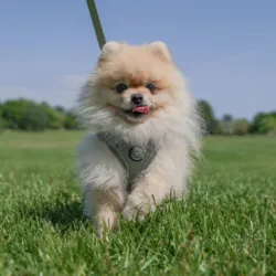 Pomeranian i forrest green str. S