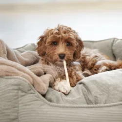 Nordic Paws Fiona | Oval Hundeseng