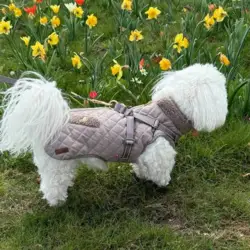 Ollipet Aarhus Hundejakke | Quiltet i str. XL til 6 kg hund
