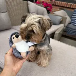 Pindsvin bamse str. Small med yorkshire terrier