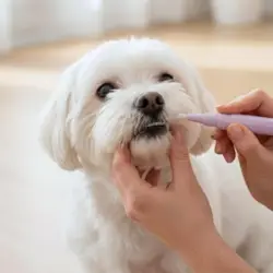 Ollipet DentaSolo hundetandbørste | M. tandpasta