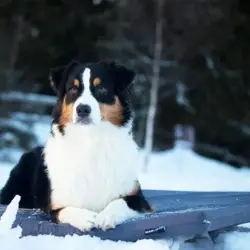 Bia Bed outdoor madras til hunde