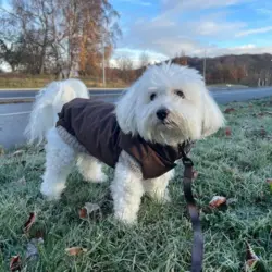 Sally i Ollipet Mokkashield Termojakke og Ollipet Camel Sweater str XL