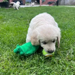 Golden Retriever hundehvalp leger med den knitrende ærtebælg