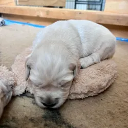 2 uger gammel golden retriever hvalp på varmepude