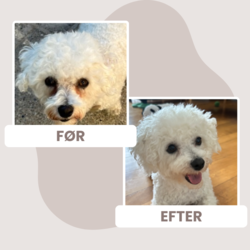 Før og efter billeder af hund han har reduceret tårestriber