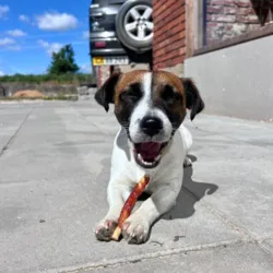 Jack Russel nyder en Faunakram Stick