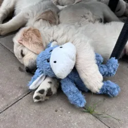 Golden Retriever hundehvalp med blød æsel bamse