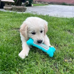 Golden Retriever hundehvalp tygger i Dental Bone