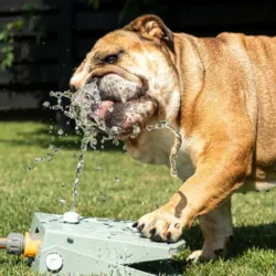 Hund drikker fra CoolPets Splash Water Fountain med selvaktiverende pedal