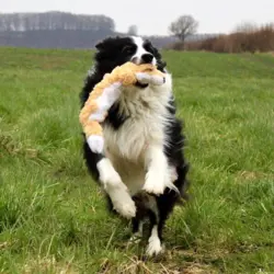 KONG Scrunch Knots dyr | Ræv