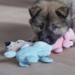 Nuttede små bamser med pivlyd til din kære hund
