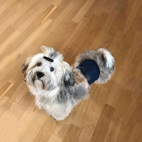 Trixie Tissebælte