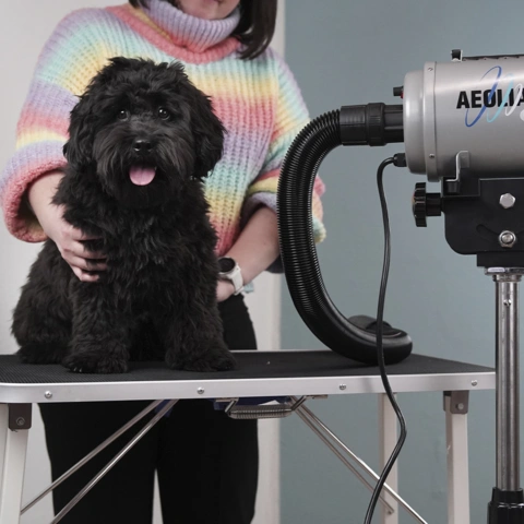 Aeolus Aeolian Blower til hunde