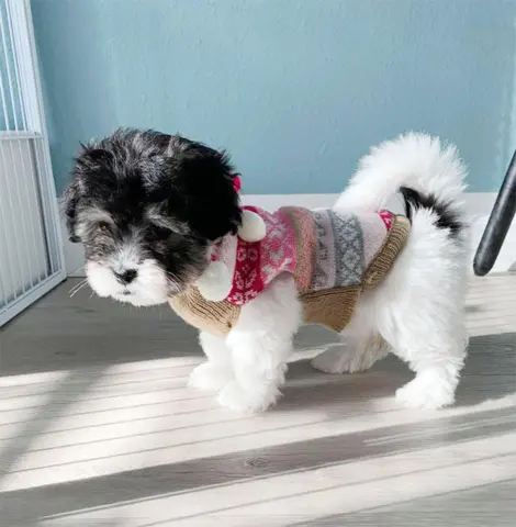 Norsk hundesweater med pompon