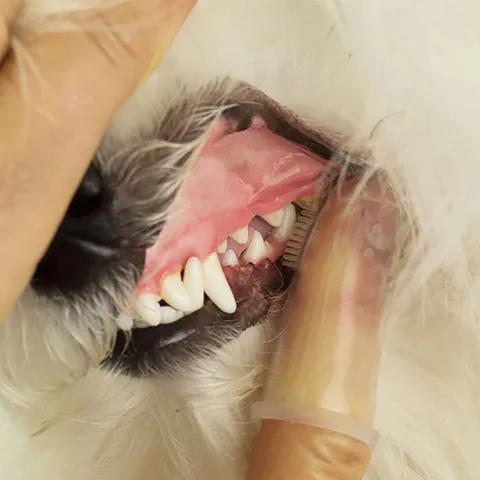 Silikone fingertandbørste til hunde