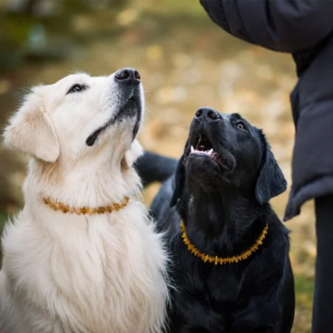 Ravhalsbånd mod utøj også til de store hunde